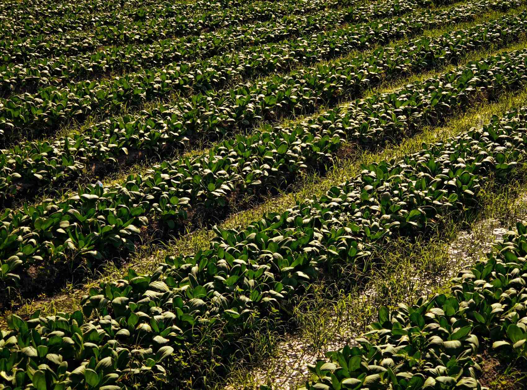Pure Nature Farm cultivated fields