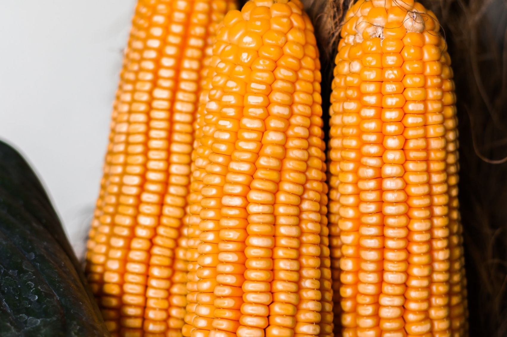 Fresh corn grown at Pure Nature Farm