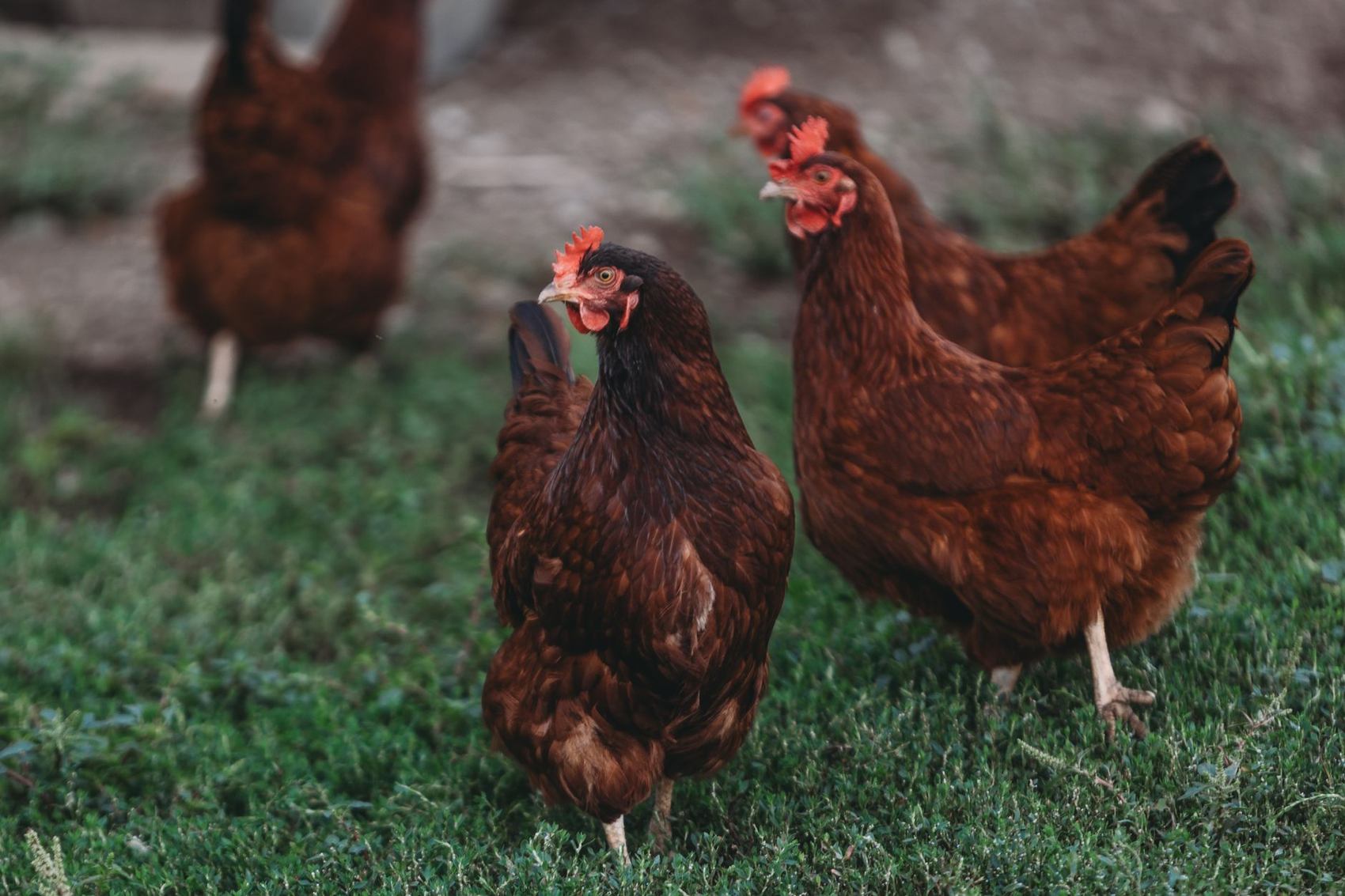Poultry raised on the farm