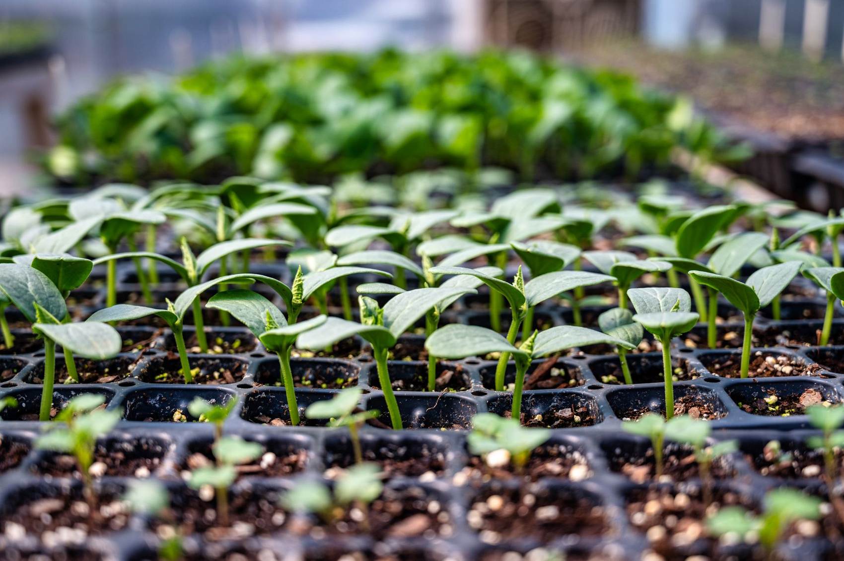 Pure Nature Farm plant nursery greenhouse