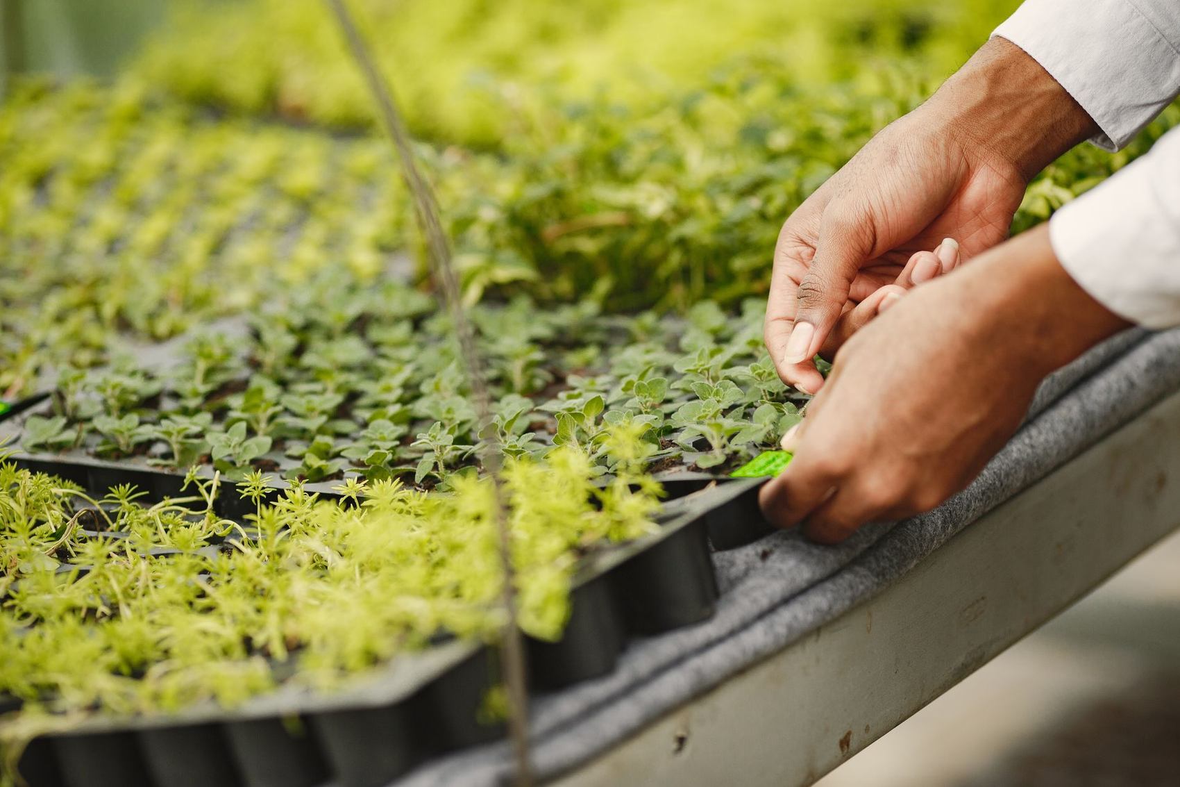 Getting A New Sapling Through Its First Month