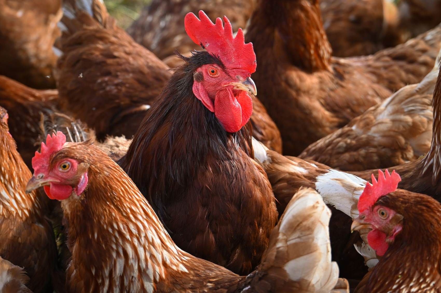Free range poultry at Pure Nature Farm