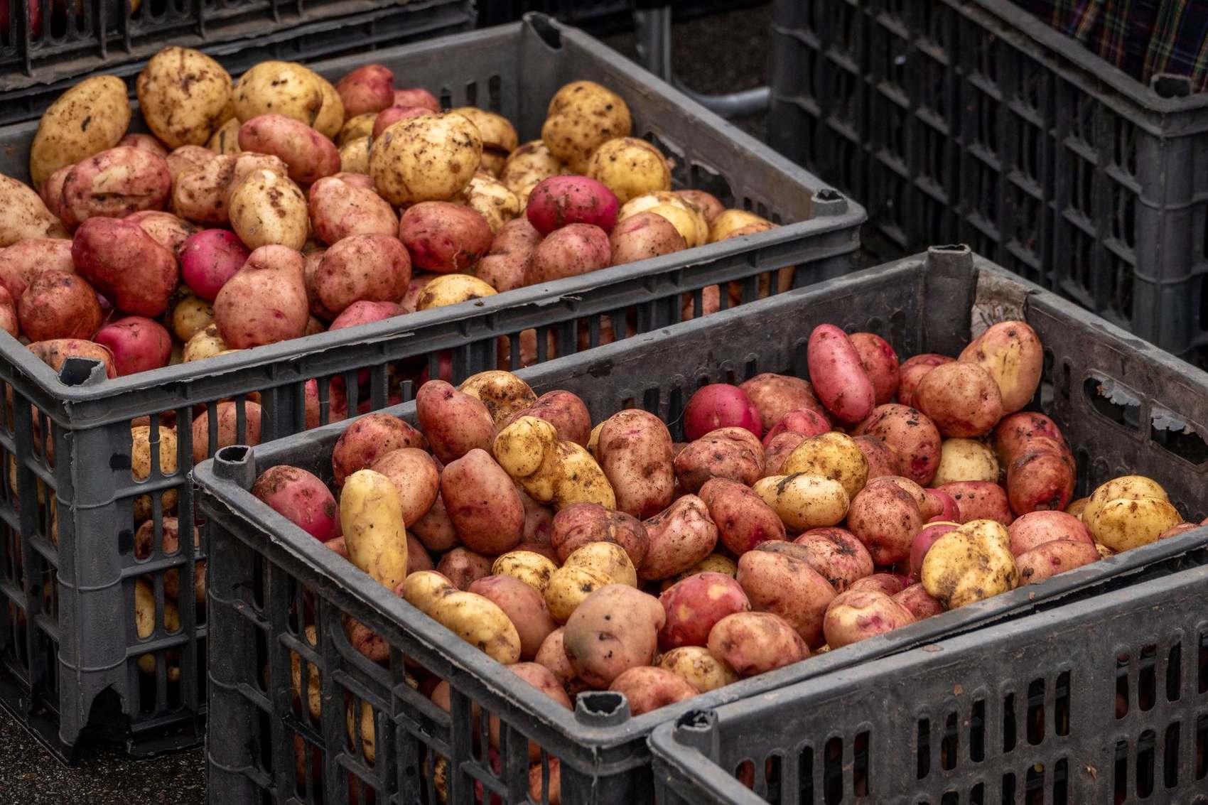 Vegetable harvest at Pure Nature Farm
